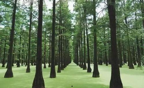 武汉抖音最美风景网红,探寻城市美景新地标