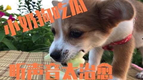主人为了狗狗吃瓜,瓜果飘香，狗狗的夏日美味时光